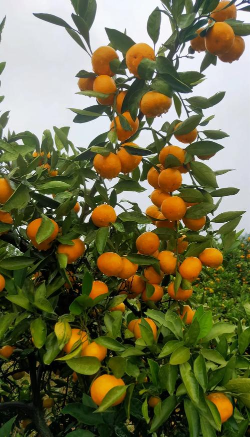 探戈橘,探戈橘子是什么品种